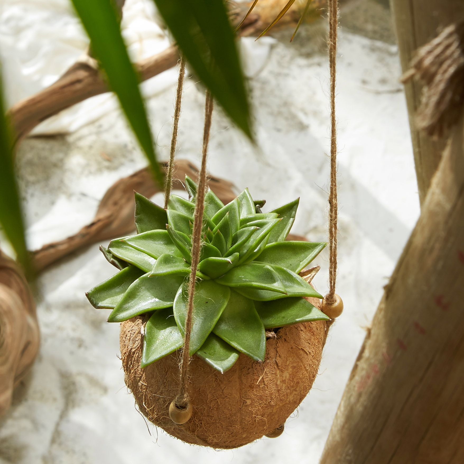 DIY Hanging Coconut Planter