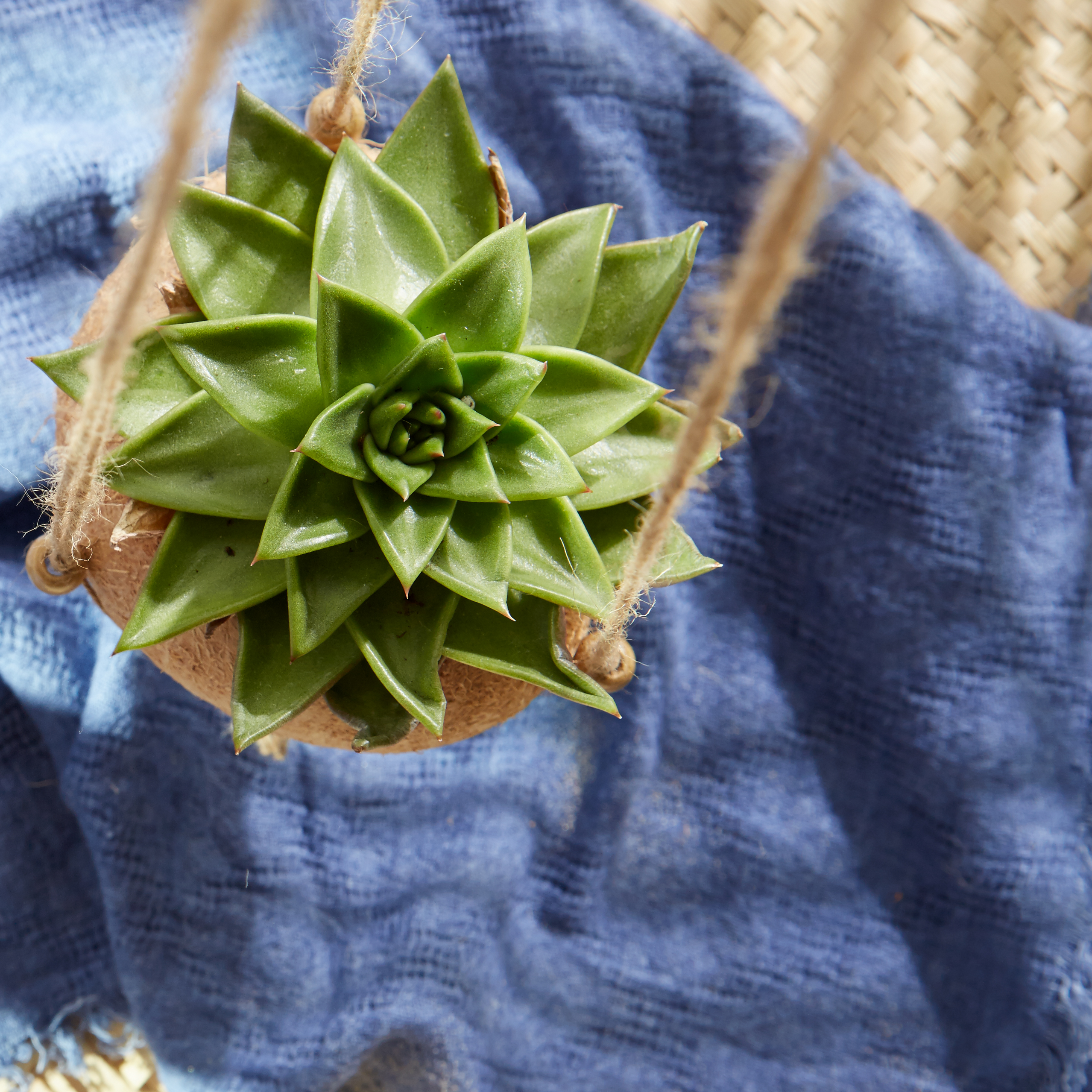DIY Hanging Coconut Planter